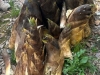 asunomori250412_3