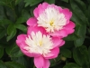 tm25jun05