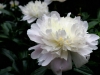 tm25jun06