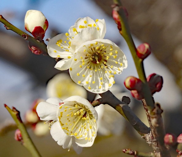 KI氏立春の花散策01