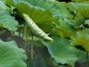 yt25jul04